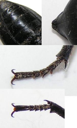Blaps lethifera