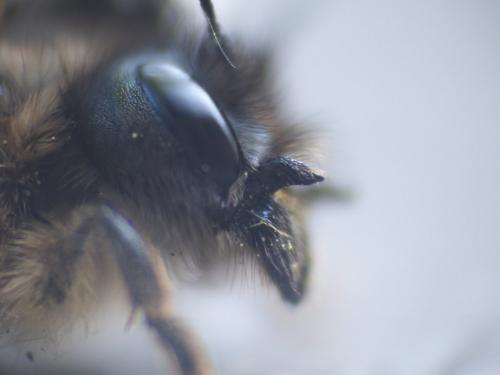 Réf. 160 414 : Osmia bicornis