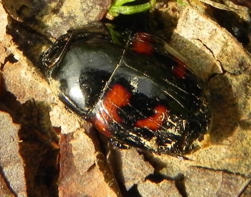 Hister quadrimaculatus