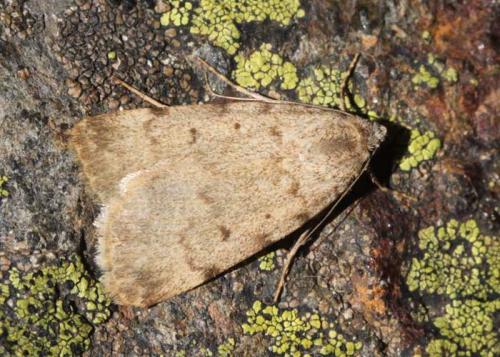 Autophila dilucida