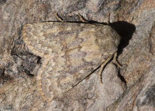 Réf. 160 430 : Dasypolia templi