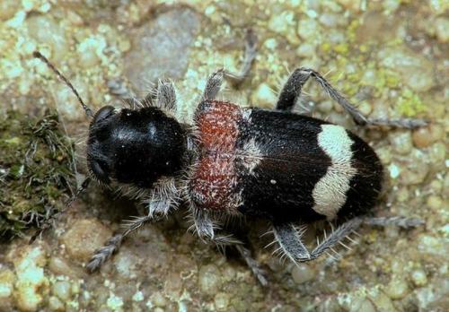 Clerus mutillarius