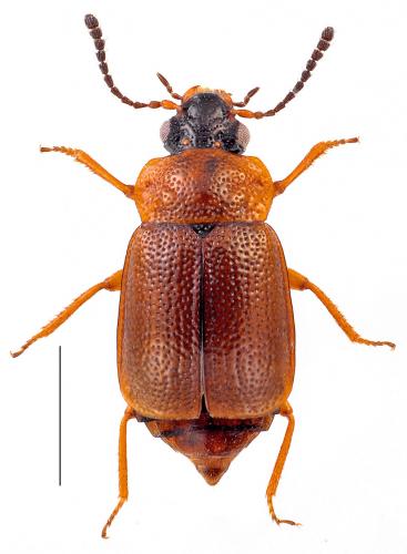 Réf. 160 662 : Anthobium atrocephalum