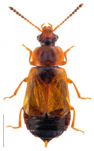 Eusphalerum sp.