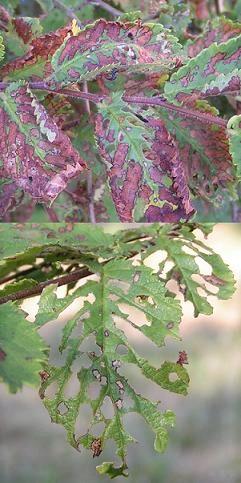 Réf. 160 919 : Xanthogaleruca luteola
