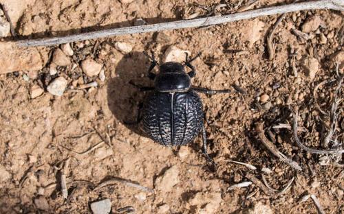 Pimelia sp.