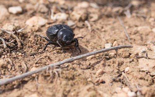 Pimelia sp.