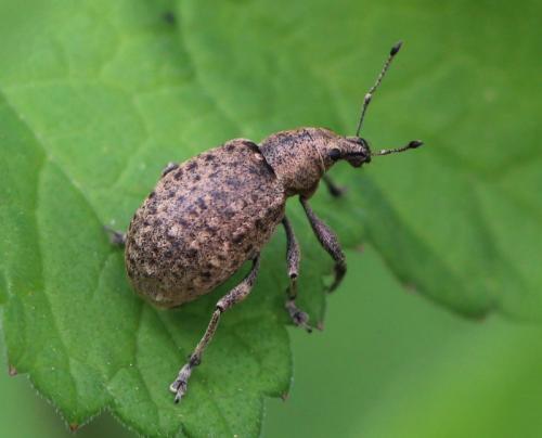 Réf. 160 984 : Liophloeus tessulatus