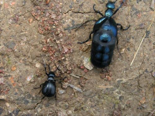 Meloe violaceus