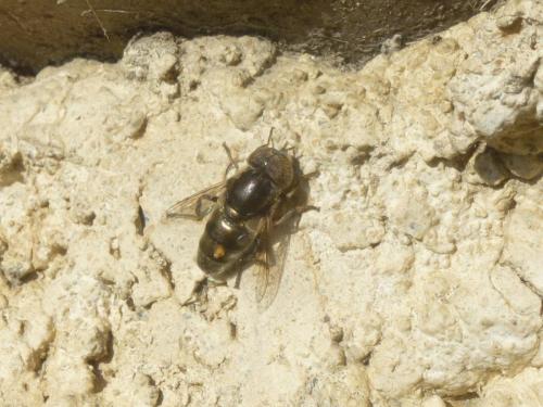 Eristalinus aeneus