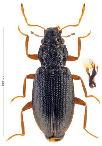 Réf. 160 579 : Hydraena assimilis