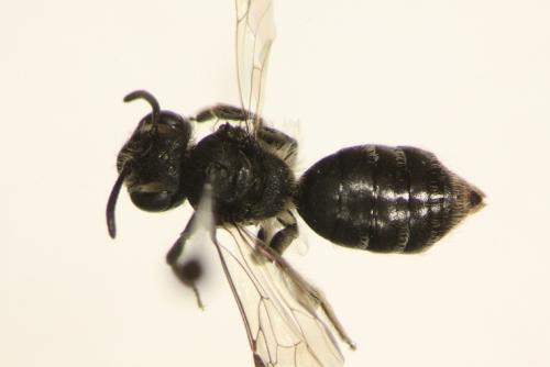 Andrena sp.