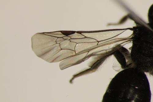 Andrena sp.