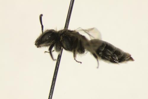 Andrena sp.