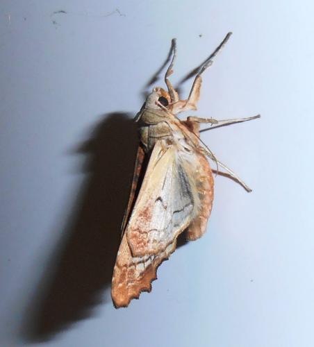 Phlogophora meticulosa