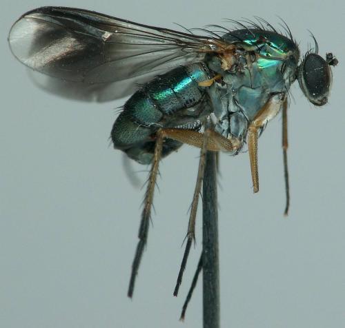Poecilobothrus nobilitatus