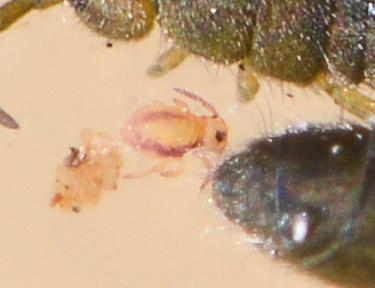 Sminthurides malmgreni