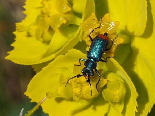 Ceratistes dentifrons