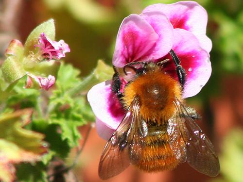 Bombus pascuorum