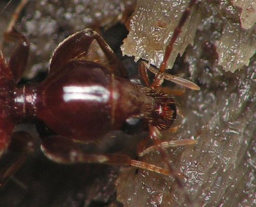 Apotomus rufus