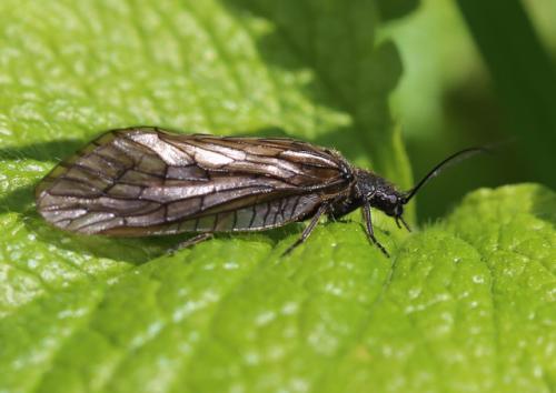 Sialis sp.