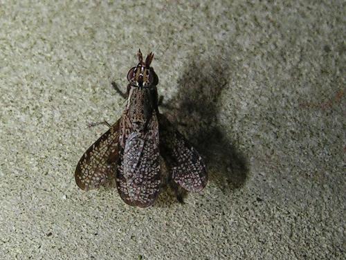 Euthycera alaris