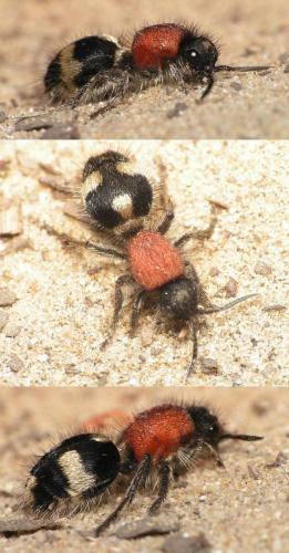 Dasylabris sp.
