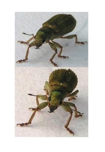 Réf. 160 591 : Pachyrhinus lethierryi