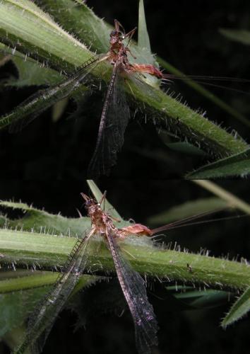 Chrysoperla sp.