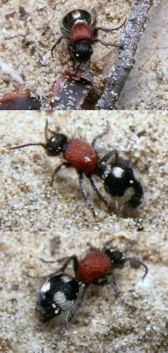 Dasylabris sp.