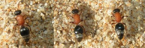 Mutillinae