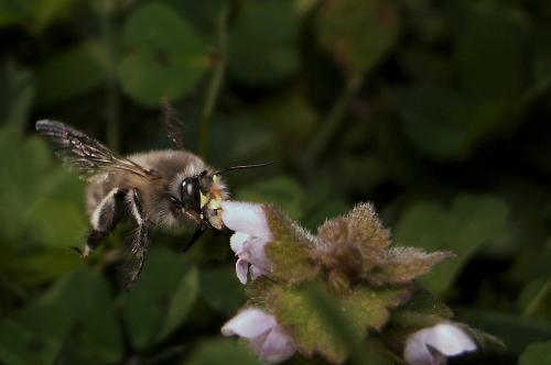 Réf. 160 996 : Anthophora plumipes