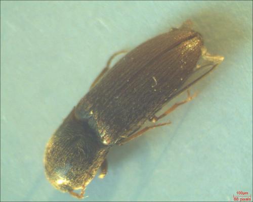 Agriotes sp.