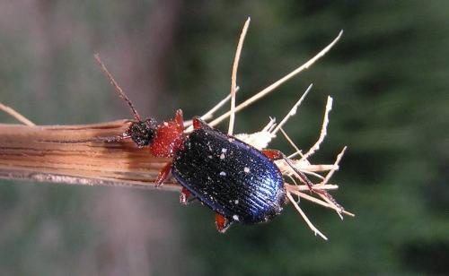 Réf. 160 655 : Lebia pubipennis
