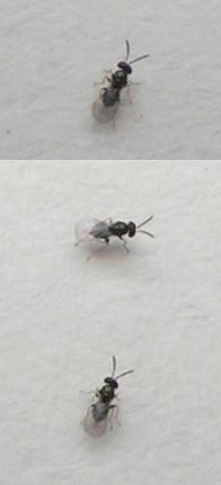 Oomyzus gallerucae