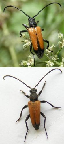 Réf. 160 598 : Stictoleptura fulva