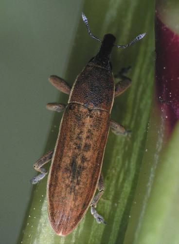 Réf. 160 680 : Lixus juncii