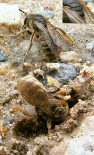 Lasioglossum sp.