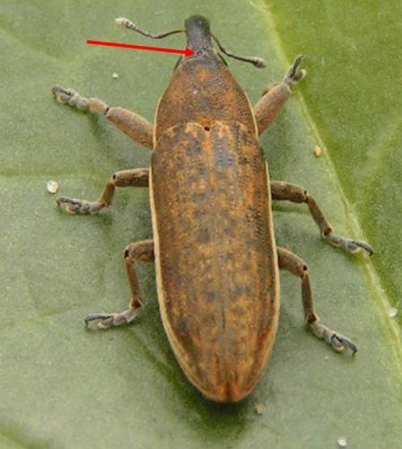 Réf. 160 685 : Lixus juncii