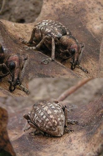 Liophloeus tessulatus