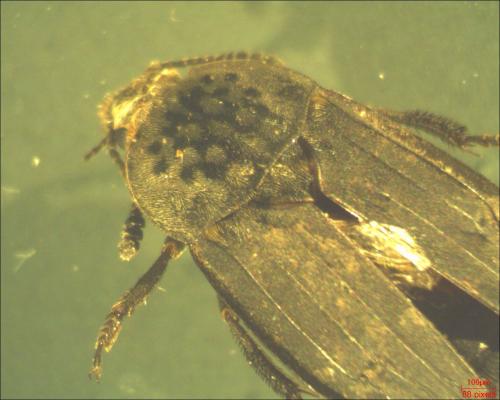 Thanatophilus sp.