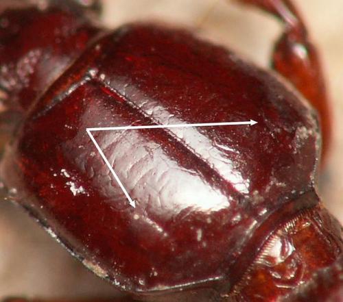 Clivina collaris