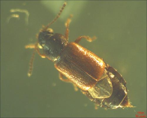 Réf. 160 291 : Eusphalerum sp.