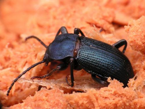 Réf. 160 215 : Helops caeruleus