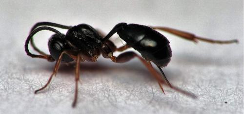 Cryptinae