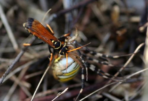 Réf. 160 319 : Batozonellus lacerticida