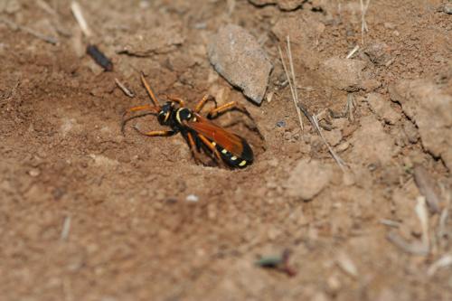 Batozonellus lacerticida