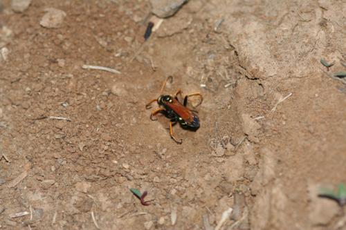 Batozonellus lacerticida