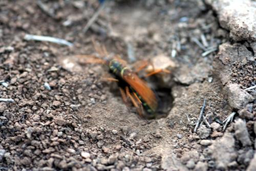Batozonellus lacerticida