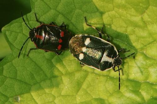 Réf. 160 156 : Eurydema oleracea